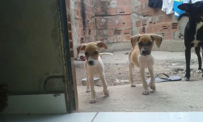 Cachorro ra a Vira-lata idade 2 a 6 meses nome Felpudo