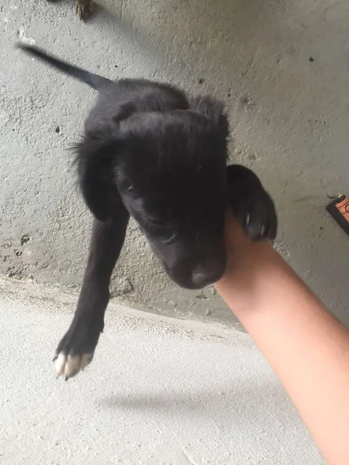 Cachorro raça Vira lata idade 2 a 6 meses nome Meg