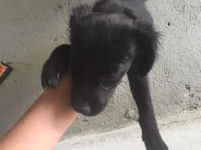 Cachorro raça Vira lata idade 2 a 6 meses nome Meg