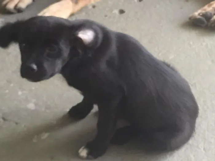 Cachorro raça Vira lata idade 2 a 6 meses nome Meg