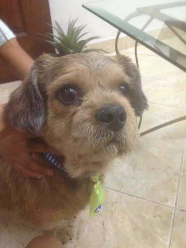 Cachorro raça mestiço de lhasa idade 3 anos nome Bob