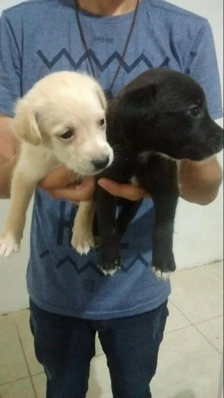 Cachorro ra a  idade Abaixo de 2 meses nome Marley