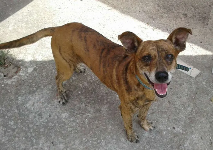 Cachorro raça desconhecida idade 3 anos nome Baby