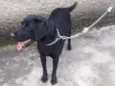 Fiona