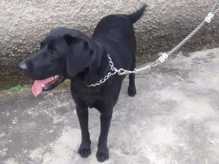 Cachorro raça Labrador  idade 1 ano nome Fiona
