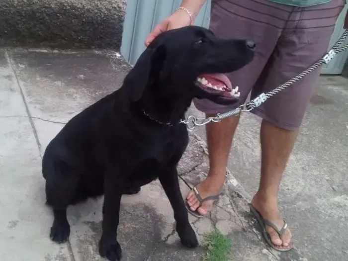 Cachorro raça Labrador  idade 1 ano nome Fiona