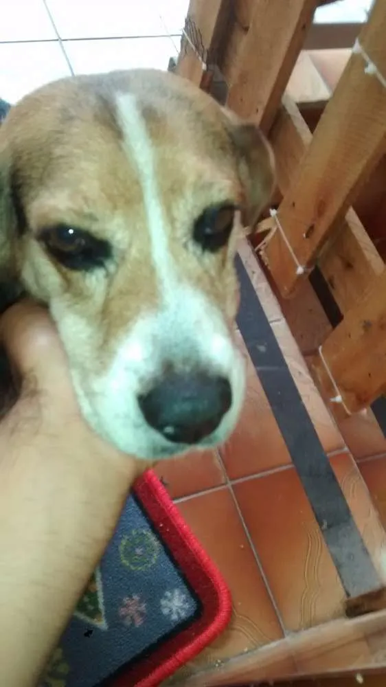 Cachorro ra a Beagle idade 4 anos nome Não sei