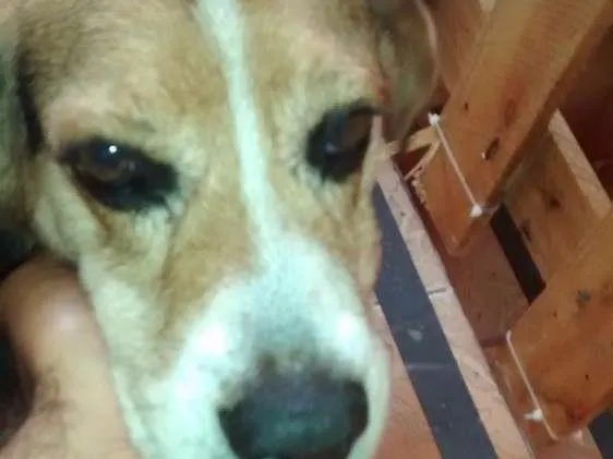 Cachorro ra a Beagle idade 4 anos nome Não sei