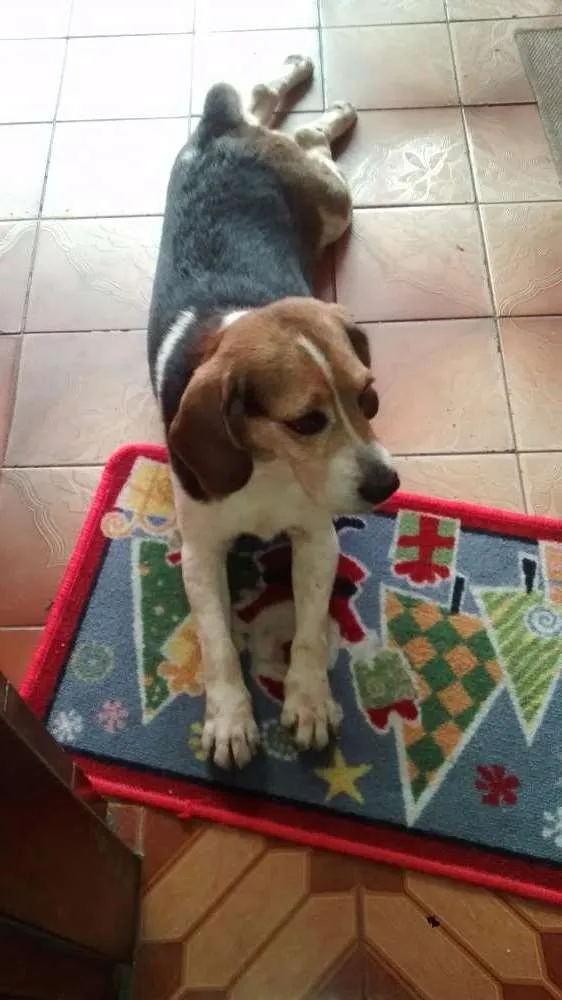 Cachorro ra a Beagle idade 4 anos nome Não sei