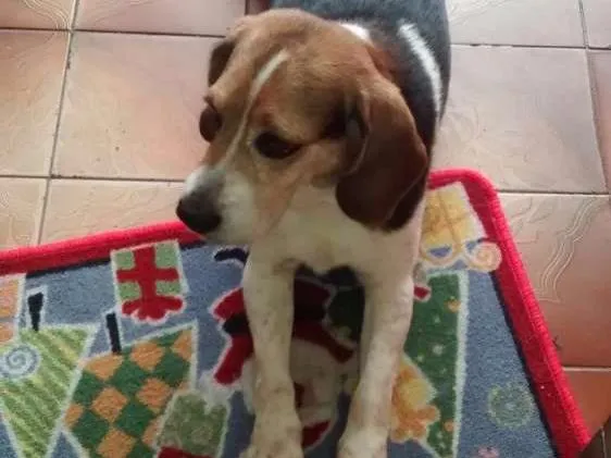 Cachorro ra a Beagle idade 4 anos nome Não sei