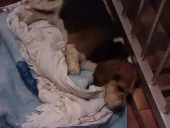 Cachorro ra a Beagle idade 4 anos nome Não sei