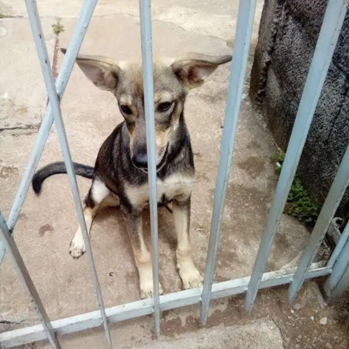 Cachorro ra a vira lata idade 7 a 11 meses nome leo