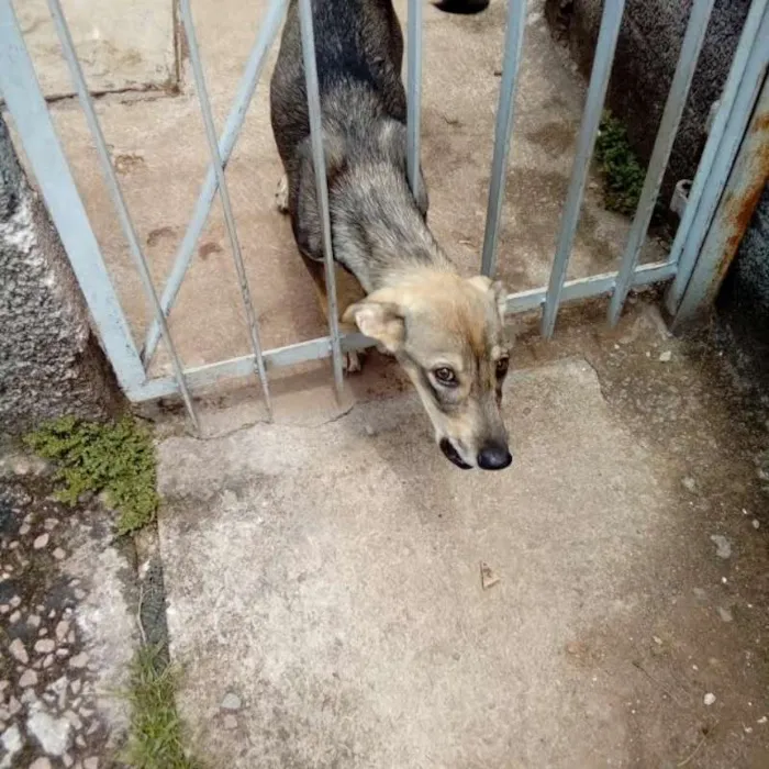 Cachorro ra a vira lata idade 7 a 11 meses nome leo