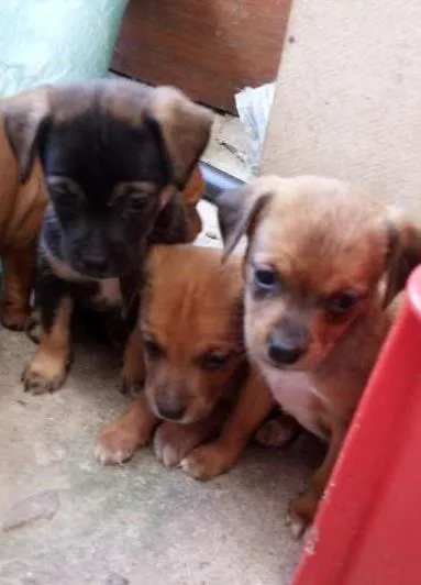 Cachorro ra a vira lata idade Abaixo de 2 meses nome luna bob e dula