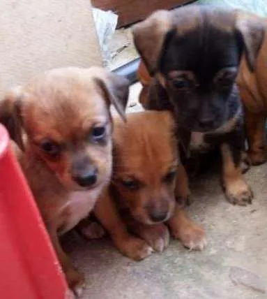 Cachorro ra a vira lata idade Abaixo de 2 meses nome luna bob e dula