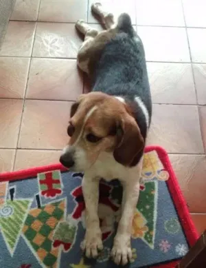 Cachorro raça Beagle idade 4 anos nome Não sei