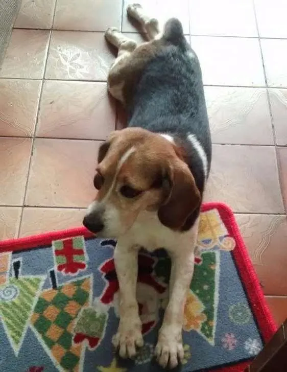 Cachorro ra a Beagle idade 4 anos nome Não sei