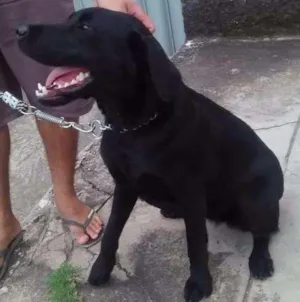 Cachorro raça Labrador  idade 1 ano nome Fiona
