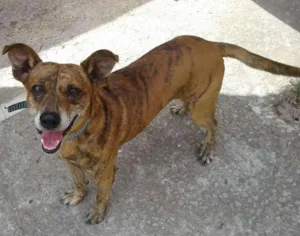 Cachorro raça desconhecida idade 3 anos nome Baby