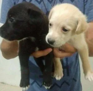 Cachorro raça  idade Abaixo de 2 meses nome Marley