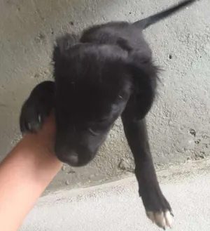 Cachorro raça Vira lata idade 2 a 6 meses nome Meg