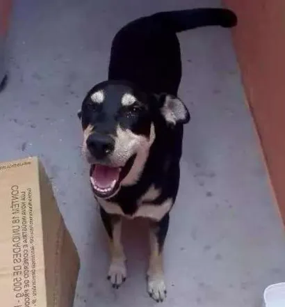 Cachorro raça Vira lata idade 2 anos nome Não sei