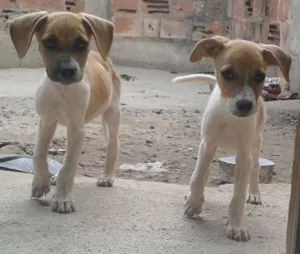 Cachorro raça Vira-lata idade 2 a 6 meses nome Felpudo