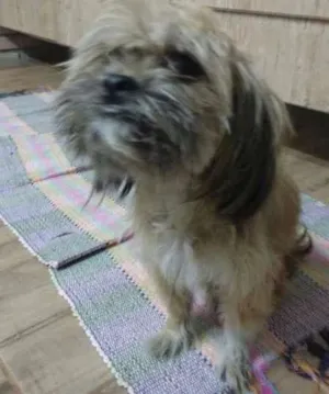 Cachorro raça Nao sei  idade 2 anos nome Sinistra 