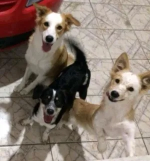 Cachorro raça srd idade 1 ano nome Fofo,Chico,Maria,Bet