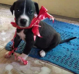 Cachorro raça SRD idade Abaixo de 2 meses nome Bolinha