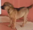 Magrela