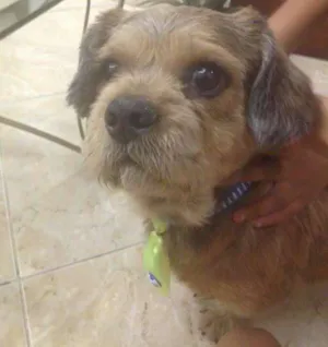 Cachorro raça mestiço de lhasa idade 3 anos nome Bob