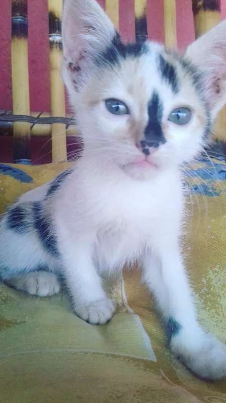 Gato ra a não sei idade 2 a 6 meses nome Sem nome 