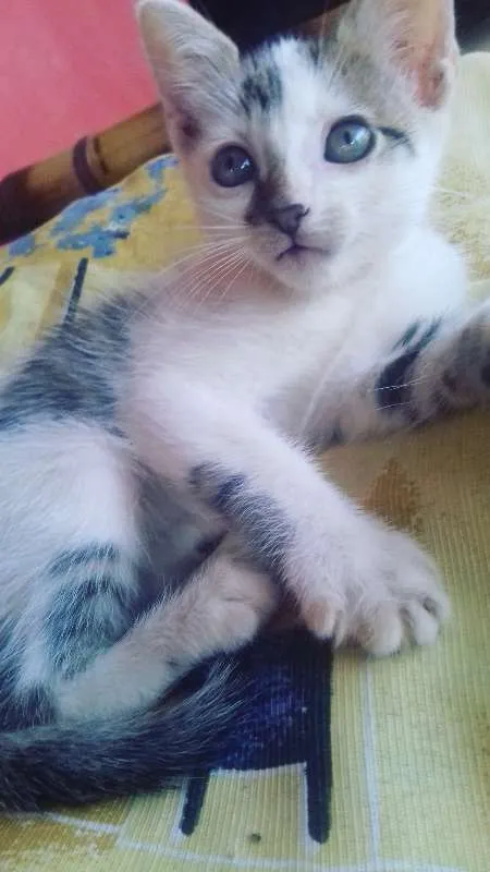 Gato ra a não sei idade 2 a 6 meses nome Sem nome 