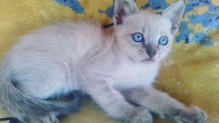 Gato ra a não sei idade 2 a 6 meses nome Sem nome 
