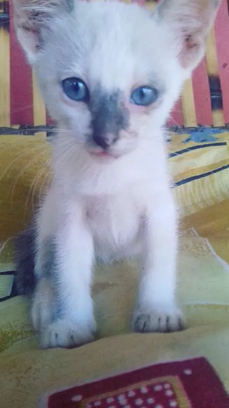 Gato ra a não sei idade 2 a 6 meses nome Sem nome 