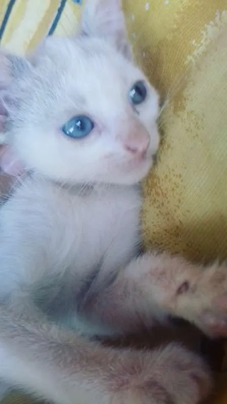 Gato ra a não sei idade 2 a 6 meses nome Sem nome 