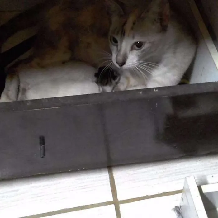 Gato raça SRD idade 1 ano nome Comprida