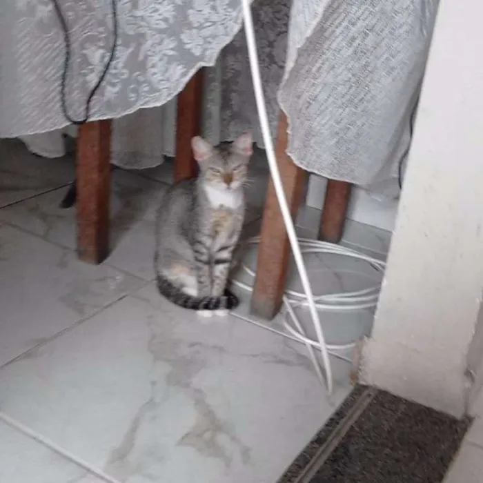 Gato raça SRD idade 7 a 11 meses nome Fininha