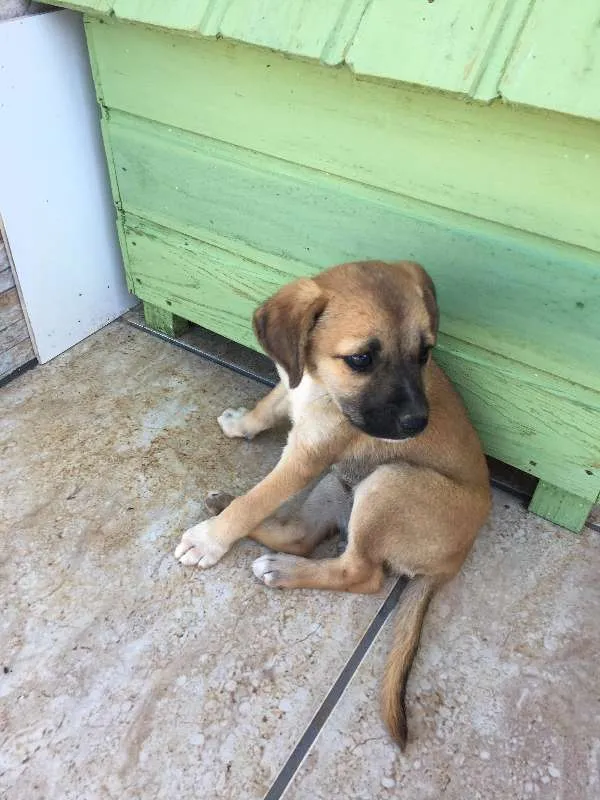 Cachorro ra a vira laTA idade 2 a 6 meses nome NÃO TEM NOME
