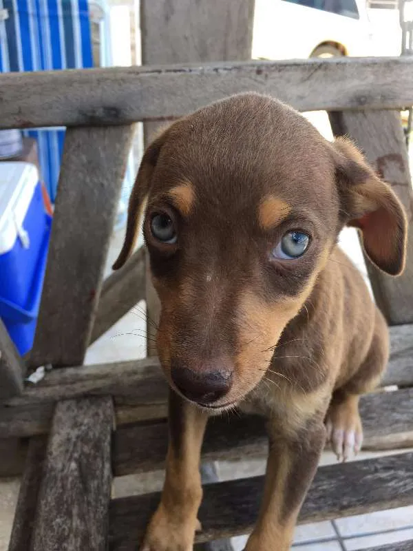 Cachorro ra a vira laTA idade 2 a 6 meses nome NÃO TEM NOME
