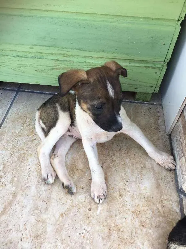 Cachorro ra a vira laTA idade 2 a 6 meses nome NÃO TEM NOME