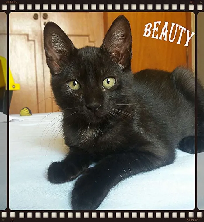 Gato ra a SRD idade 2 a 6 meses nome Peter