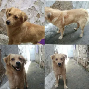 Cachorro raça  idade  nome Rubinho