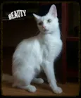 BElla