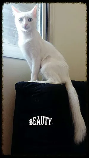 Gato raça srd idade 2 anos nome BElla