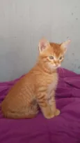 Tico