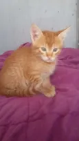 Tico