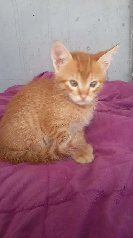 Gato ra a indefenida idade 2 a 6 meses nome Tico