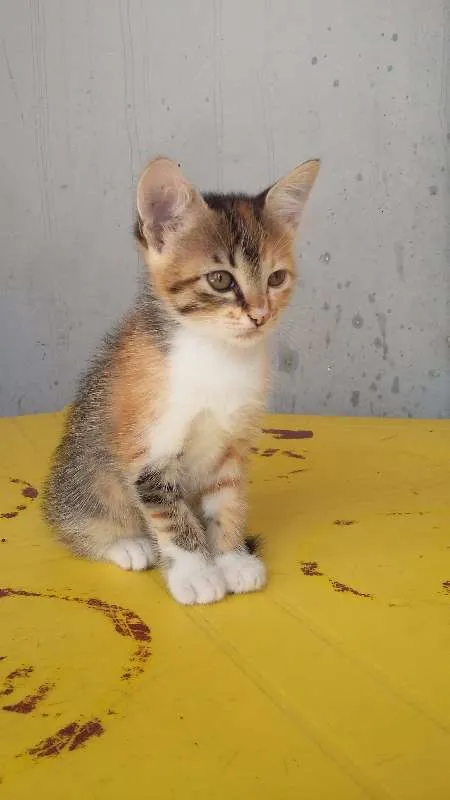 Gato ra a indefenida idade 2 a 6 meses nome Lili